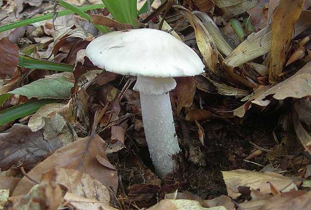 Funghi di frontiera